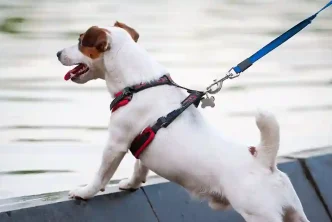 dog harness