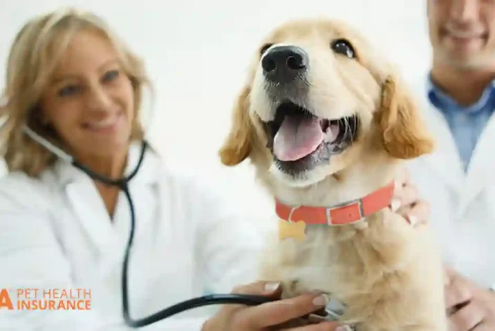 Pet insurance